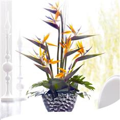 Luxury Strelitzia Arrangement