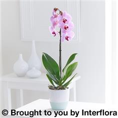 Pink Phalaenopsis Orchid