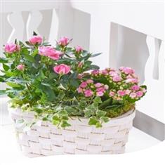 Pink Rose &amp; Kalanchoe Summer Basket