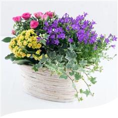 Brights Flowering Planter