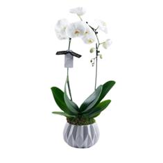 Cascade Orchid