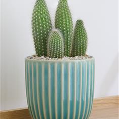 Stylish Cactus Ceramic