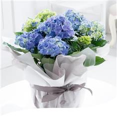 Blue Hydrangea Plant