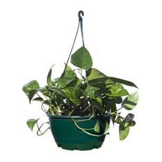 Money Plant Hanging Basket