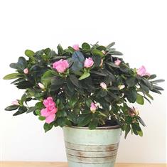 Azalea Plant Soft Pink