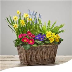 Bold Brights Planted Basket