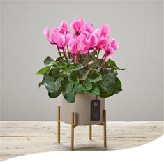 Popping Pink Cyclamen Plant