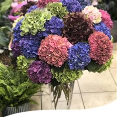 Vase Arrangement - Hydrangea Blooms