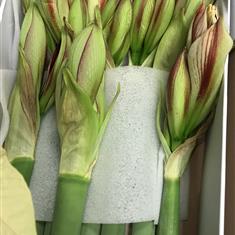 Box of Amaryllis Stems 
