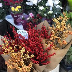 Red Ilex Berries 
