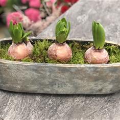 Hyacinth Planter