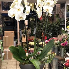 Large White Orchids