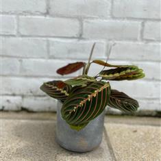 Prayer Plant Calathea