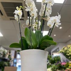 White Orchid Planter x 6 Stems 