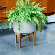 Fern in Concrete Planter on Legs