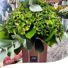 Gift box - Green Hydrangea