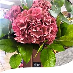 Dusky Pink Hydrangea Hand-Tied