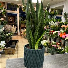 50 cm tall green Sansivera in a pot
