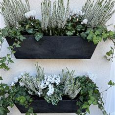 Autumnal Window boxes 