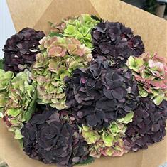 Autumnal Hydrangea Hand Tied 