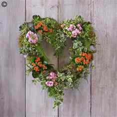 Living Plant Wreath