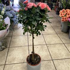 Rose plant standard pink