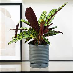 Luna Stoneware Planter And Saucer in Grey