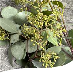 Eucalyptus Garland 