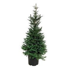 Pine tree in pot 