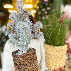 Petite tree