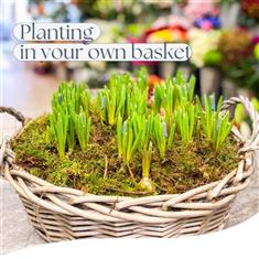 Your Own Muscari Bulbs Basket