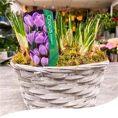 Spring Basket - Purple Crocus Bulbs