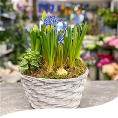 Spring Basket - Muscari and Hyacinth Bulbs