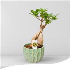 Green Ficus Bonsai