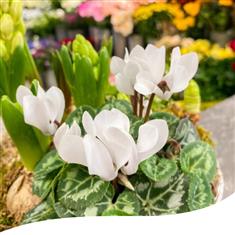 Spring Basket - SW Mix Crocus &amp; Hyacinth Bulbs