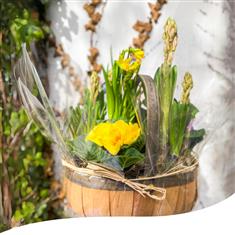 Spring Basket - English Daffodils