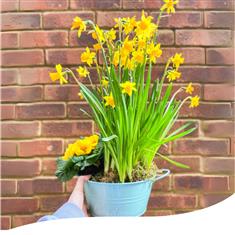 Spring Basket - A Little Daffodil Gaerden