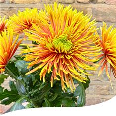 Yellow Chrysanthemum Bouquet
