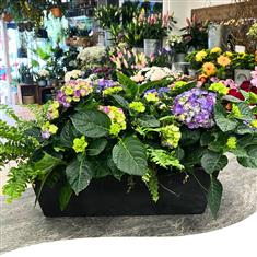 Forest &amp; Fuchsia Window Box