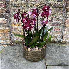 Purple Orchids in a gold planter 