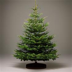 8 Foot Christmas Tree 