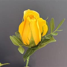 Yellow Rose Buttonhole 