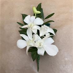 Dendrobium Orchid Buttonhole