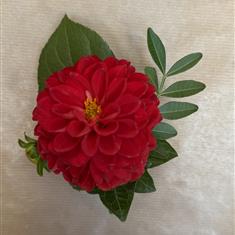 Red Dahlia Buttonhole