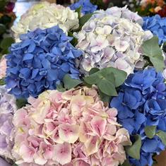 Blue, Lilac and Pink Hydrnageas