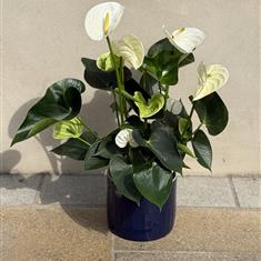 White Anthuriums Plant