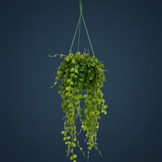 Hoya Aeschynanthus Hanging Plants