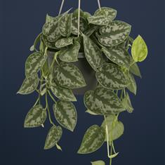 Epipremnum Pictum Argyraeus - Trailing Satin Pothos