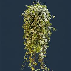 Variegated English Ivy