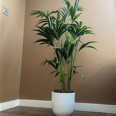 Kentia Palm large